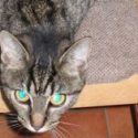 Orkney cats caught in gin trap