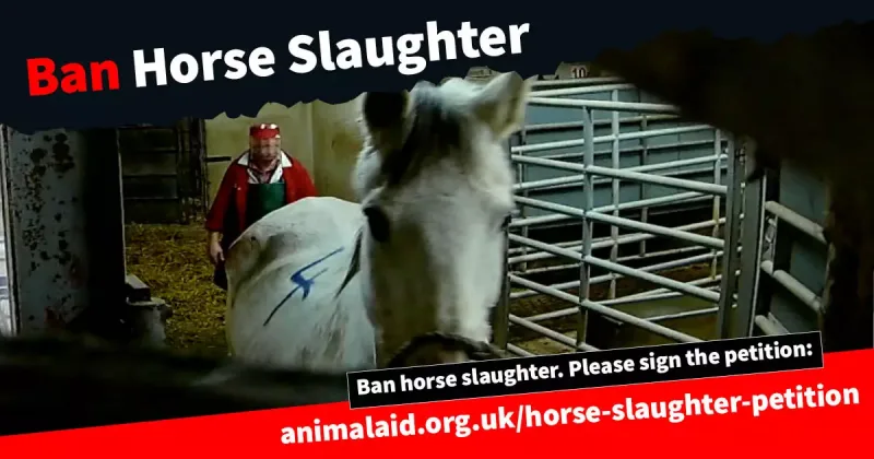 Animal Aid Horse Racing Slaughter