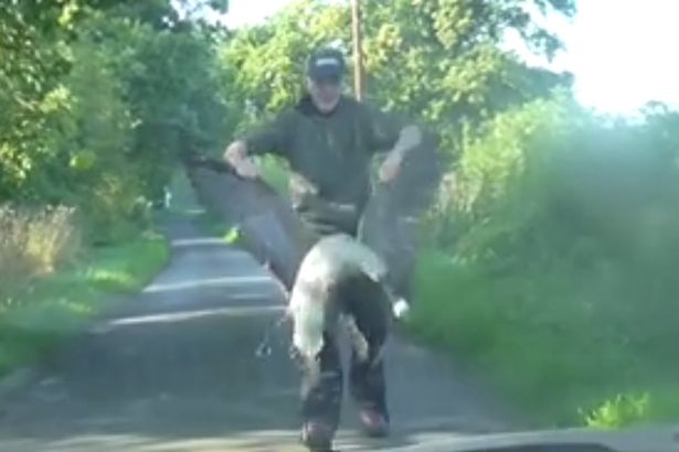 In the shocking footage, the man dressed in a hoodie and baseball cap, also yanks open the goose's wings