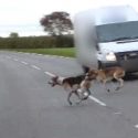 Pro-hunting supporter ‘waving knife at saboteur’s car seconds before her tyres are slashed