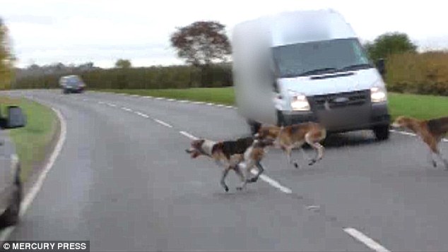 She said that she had stopped her vehicle after seeing hounds that were coming onto the road