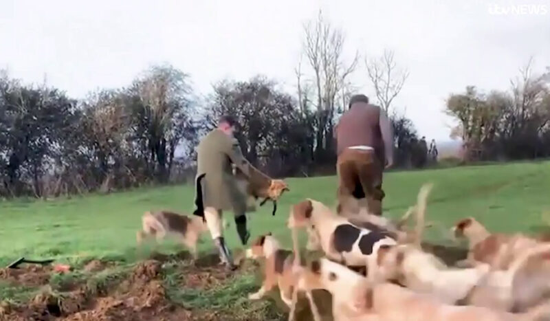 Avon Vale Hunt filmed digging foxes for hounds
