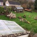 Avon Vale Hunt deny hounds entered gardens