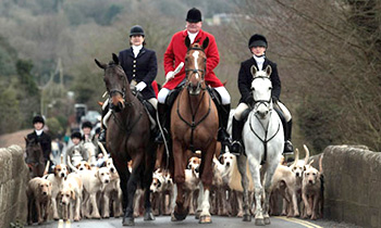Fox hunter arrested for robbery