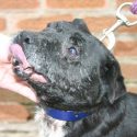 Badger baiting father and son given 10 year dog ban