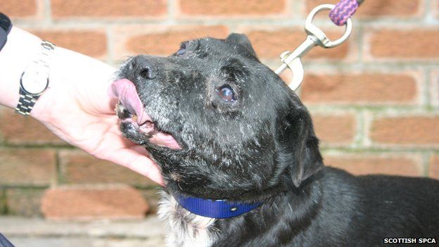 Investigators found the three dogs had injuries consistent with the results of badger baiting