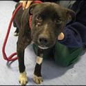 Appeal over badger baiters’ dog