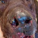 Badger and dog made to ‘fight until the death’ in Flint