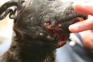Injuries to dog involved in badger baiting