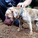 Badger baiting trial sees Merseyside men spared jail