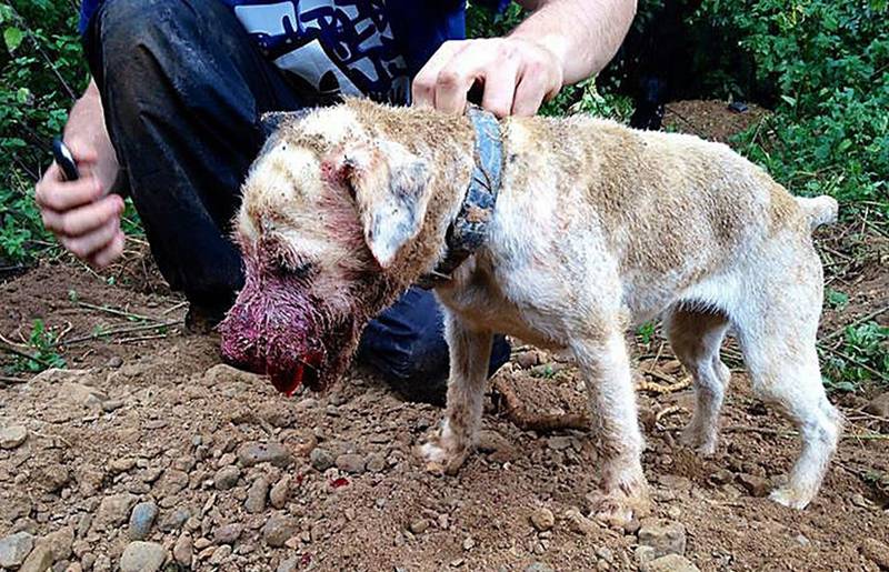A mobile phone picture showing injury and cruelty to a terrier