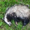 Two badgers killed in Motherwell dog attacks