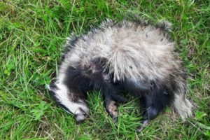 Two badgers killed in Motherwell dog attacks