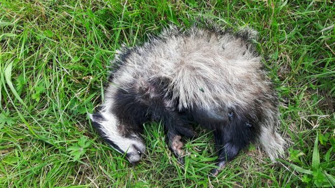 Badger killed by dogs in Scotland