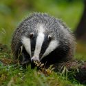 Two men with terrier type dogs spotted badger baiting in Cheshire