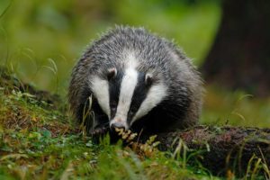 Two men with terrier type dogs spotted badger baiting in Cheshire