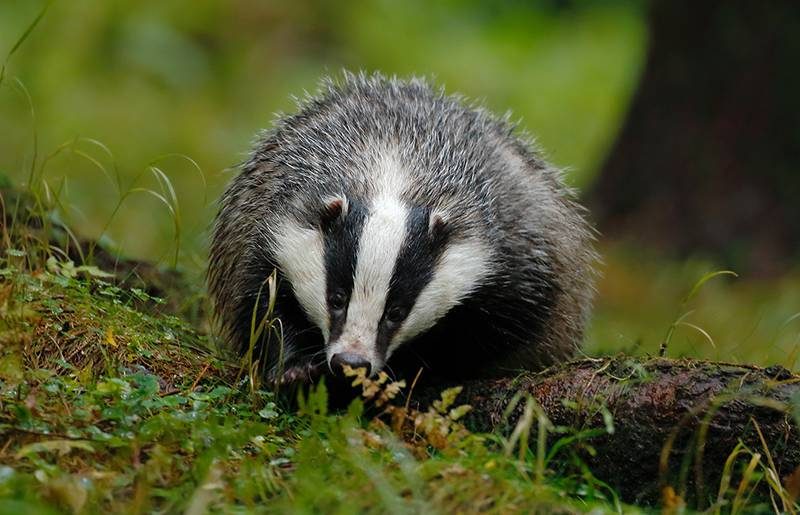 Two men with terrier type dogs spotted badger baiting in Cheshire