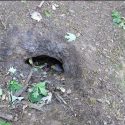 Fears over badger baiting in south Essex nature reserve