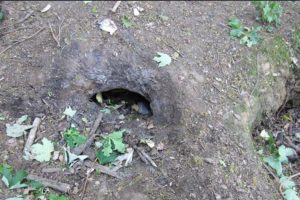 Fears over badger baiting in south Essex nature reserve