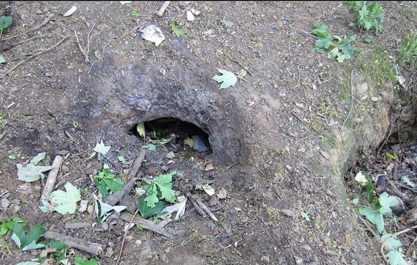 Badger sett entrance in Mill Meadow Nature Reserve