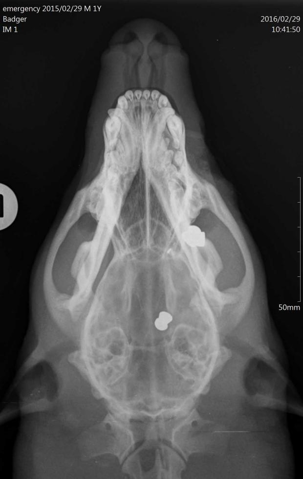 Badger shot x-ray