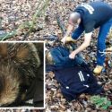 Cruel yobs who shot badger slammed by Nuneaton sanctuary owner