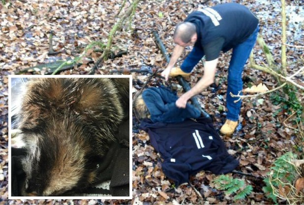 The badger was rescued by Nuneaton and Warwickshire Wildlife