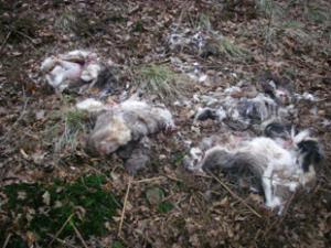 Four badger skins dumped