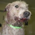 Badger baiter jailed after dogs badly hurt