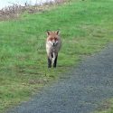Fox Hunt Avoids Court With Secret Police Deal