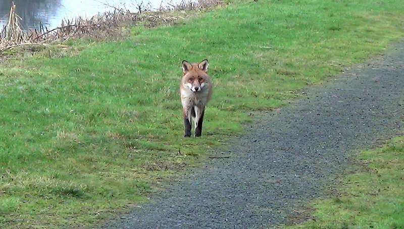 Fox Hunt Avoids Court With Secret Police Deal