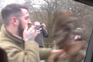 Horrific moment hunt supporter batters dead fox against protesters van