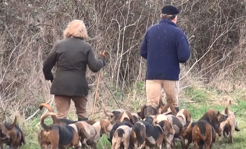 Hare Hunting - Basset pack