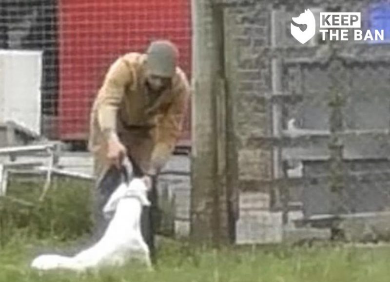 Beaufort Hunt Foxhound Shot - Keep The Ban