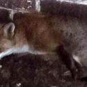 Buckminster Estate fox trial: Gamekeeper guilty of welfare offence