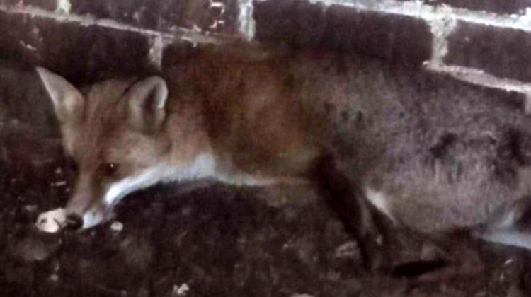 The fox was dehydrated and underweight when it was found 