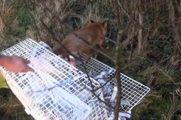 The fox was taken to a rescue centre then released into an area of Leicestershire where hunts do not take place