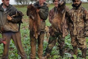 Gang sentenced for killing badgers after being stopped near York