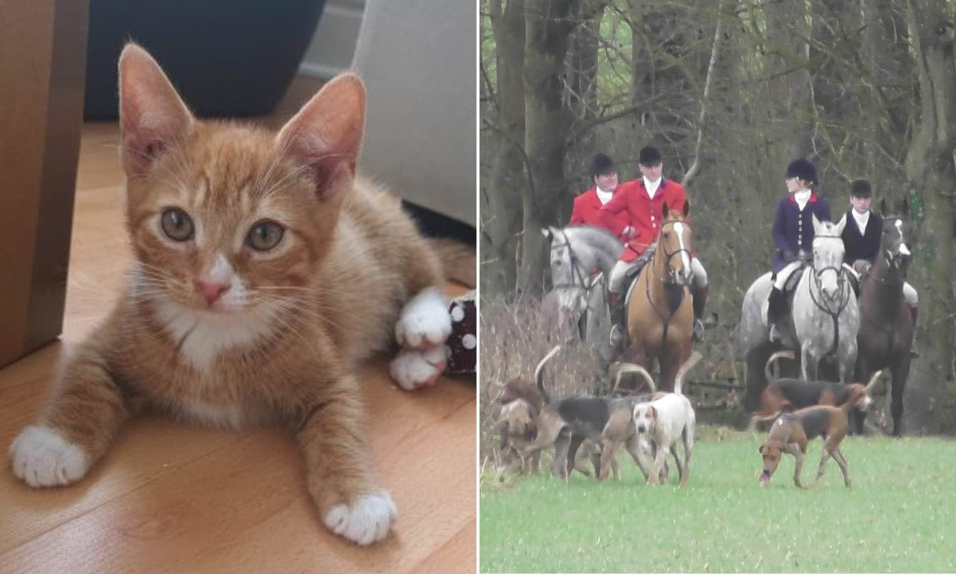 Bramham Park fox hunt rips seven-month-old kitten to pieces