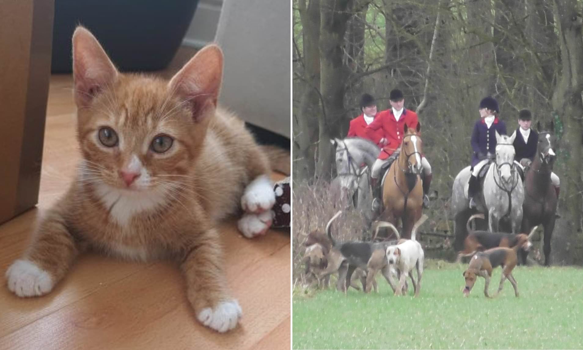 Bramham Park: Kitten killed during a fox hunt