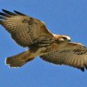 Police appeal after buzzard shot in Nidderdale, North Yorkshire