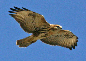 Carcasses of protected buzzards found shot dead