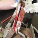 Cat caught in trap could lose leg