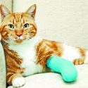 Cat maimed in illegal trap in Blackburn field