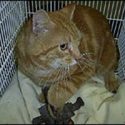 Cat caught in trap for five days