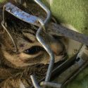 Pet cat escapes from illegal trap