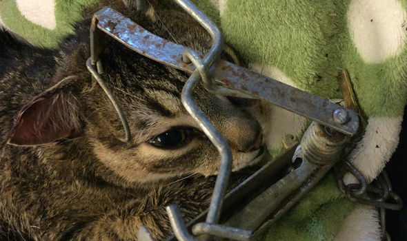 The cat was painfully caught inside the fenn trap