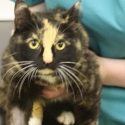 Dornoch cat caught in illegally set trap