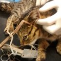Cat caught in Fenn Trap near Aylsham dies due to severe injuries