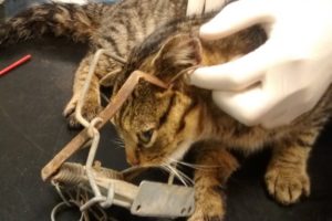 Cat caught in Fenn Trap near Aylsham dies due to severe injuries
